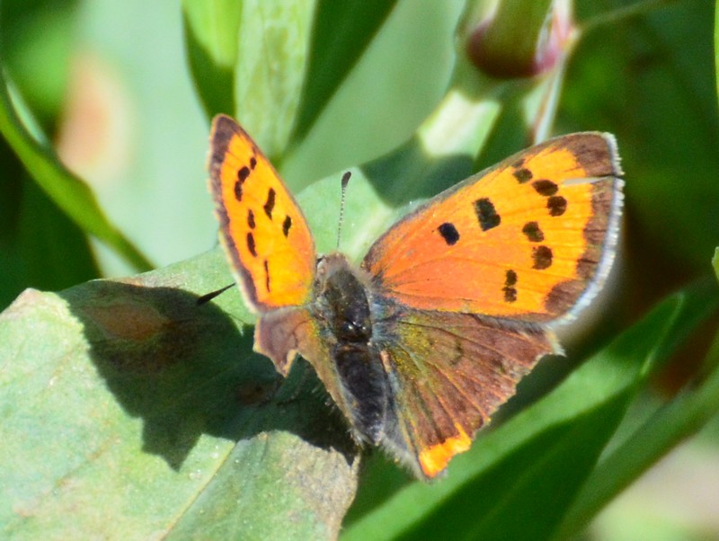 Lycaena phlaeas? S